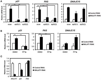 Identification of Minimal p53 Promoter Region Regulated by MALAT1 in Human Lung Adenocarcinoma Cells